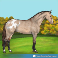 Horse Color:Bay Dun Appaloosa Brindle 