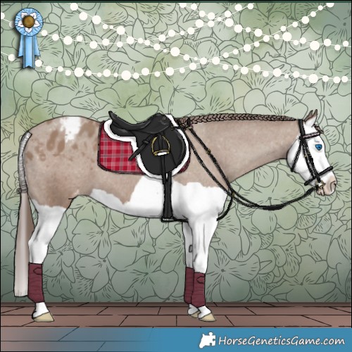 Horse Color:Classic Champagne Splash Appaloosa