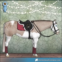 Horse Color:Classic Champagne Splash Appaloosa 