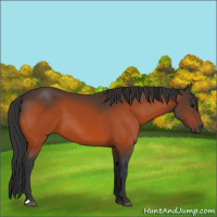 Horse Color:Bay 