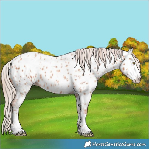 Horse Color:Gold Champagne Appaloosa  and Gold Champagne Appaloosa 