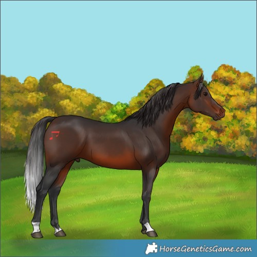 Horse Color:Brown 