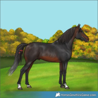 Horse Color:Brown 