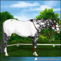 Horse Color:Black Frame Appaloosa 