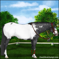 Horse Color:Black Frame Appaloosa