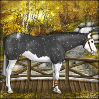 Horse Color:Black Splash Snowflake Varnish