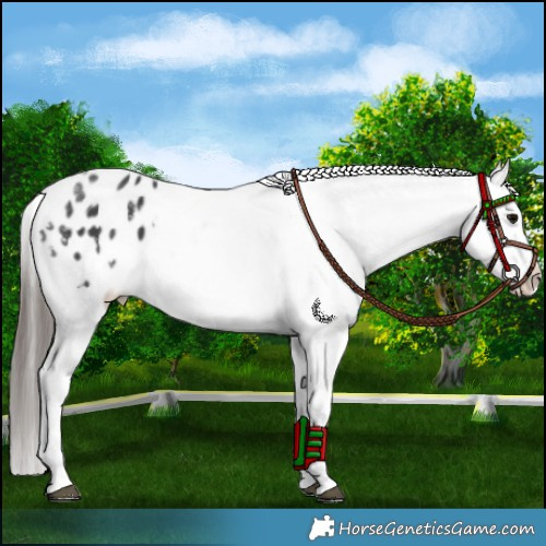 Horse Color:Black Appaloosa 