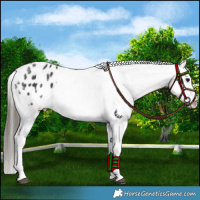 Horse Color:Black Blanket 