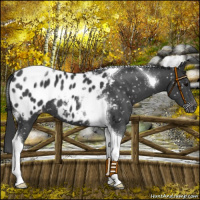 Horse Color:Black Tobiano Appaloosa 