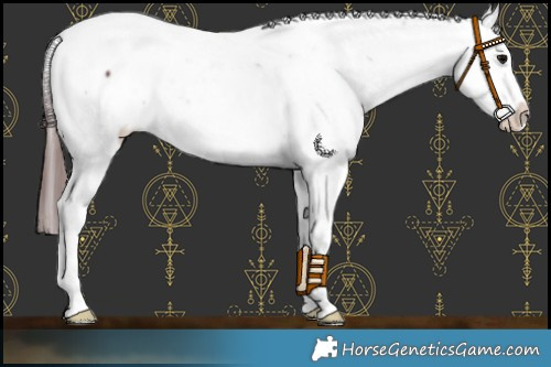 Horse Color:Chocolate Black Splash Appaloosa 