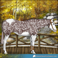 Horse Color:Chocolate Black Splash Appaloosa 