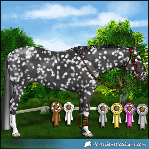 Horse Color:Black Appaloosa 