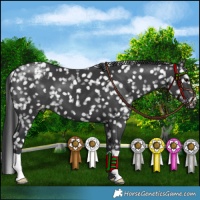 Horse Color:Black Appaloosa 