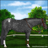 Horse Color:Black Appaloosa 