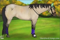 Horse Color:Bay Roan Dun 