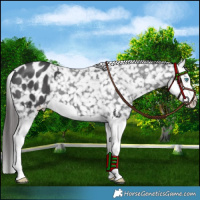 Horse Color:Black Splash Appaloosa