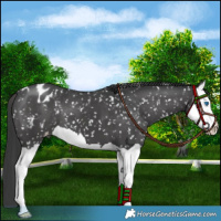 Horse Color:Black Splash Appaloosa 