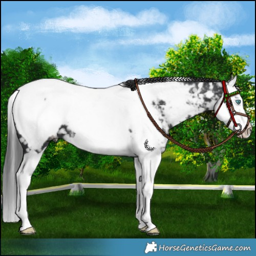 Horse Color:Black Splash Appaloosa 