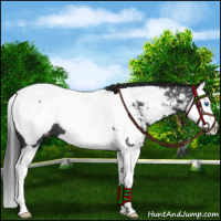 Horse Color:Black Splash Appaloosa 