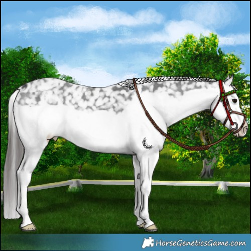 Horse Color:Black Splash Appaloosa 