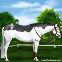 Horse Color:Black Splash Appaloosa