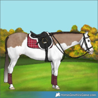 Horse Color:Classic Champagne Splash 