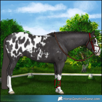 Horse Color:White Spotted Smoky Black Appaloosa 