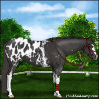 Horse Color:White Spotted Smoky Black Appaloosa 