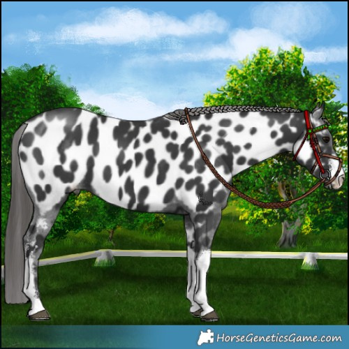 Horse Color:White Spotted Black Appaloosa