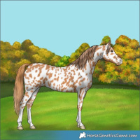 Horse Color:Chestnut Near Leopard 