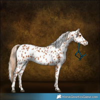 Horse Color:Chestnut Appaloosa 