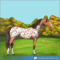 Horse Color:Bay Appaloosa 