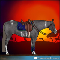 Horse Color:Smoky Black Sabino Appaloosa 