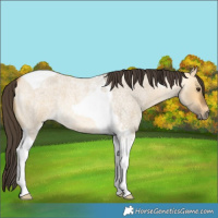 Horse Color:Buckskin Roan Dun Tobiano