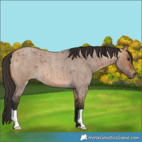 Horse Color:Bay Roan Dun 