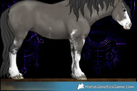 Horse Color:Grullo Sabino 