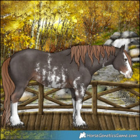 Horse Color:Liver Chestnut Sabino Splash 
