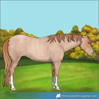 Horse Color:Gold Champagne Roan 