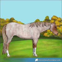 Horse Color:Red Roan 