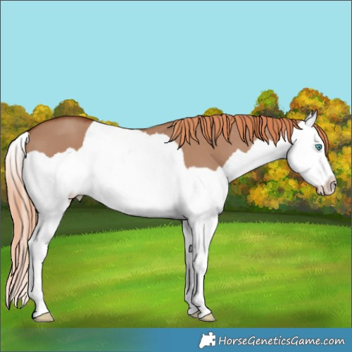 Horse Color:Red Dun Splash