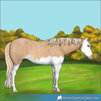 Horse Color:Palomino Roan Splash 