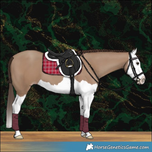 Horse Color:Classic Champagne Splash