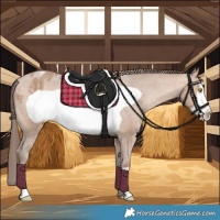 Horse Color:Amber Champagne Frame Appaloosa