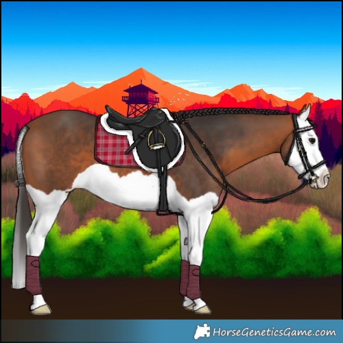 Horse Color:Bay Splash 