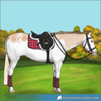 Horse Color:Gold Champagne Splash Appaloosa 