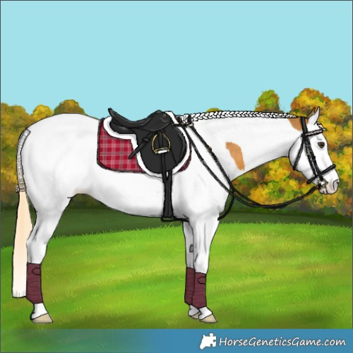 Horse Color:Palomino Splash Tobiano