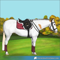 Horse Color:Palomino Splash Tobiano 