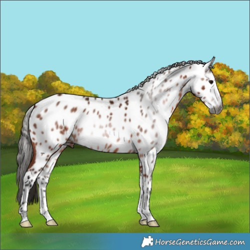 Horse Color:Gray Bay Sabino Appaloosa Rabicano 