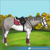 Horse Color:Grullo Splash Appaloosa 