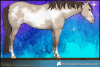 Horse Color:Classic Champagne Dun Frame 